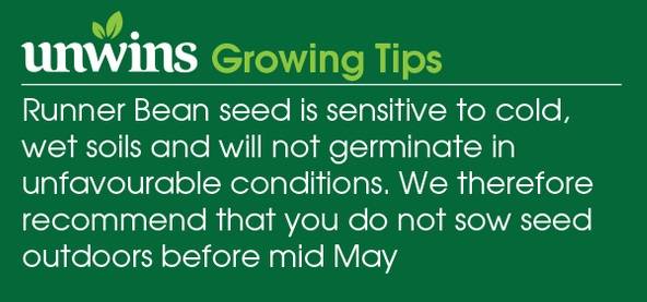 Runner Bean Scarlet Emperor Seeds Unwins Growing Tips